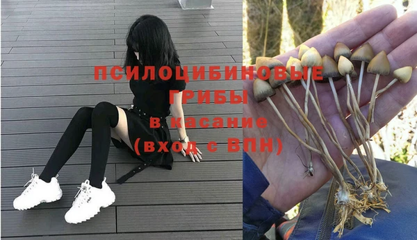 гашик Богданович